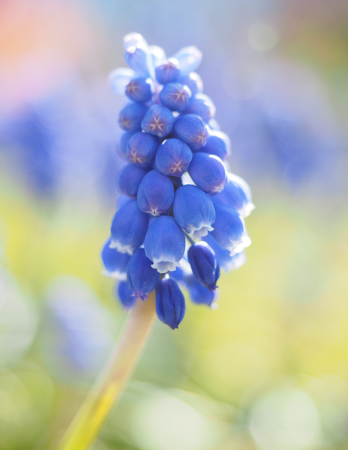 muscari-1077212_m